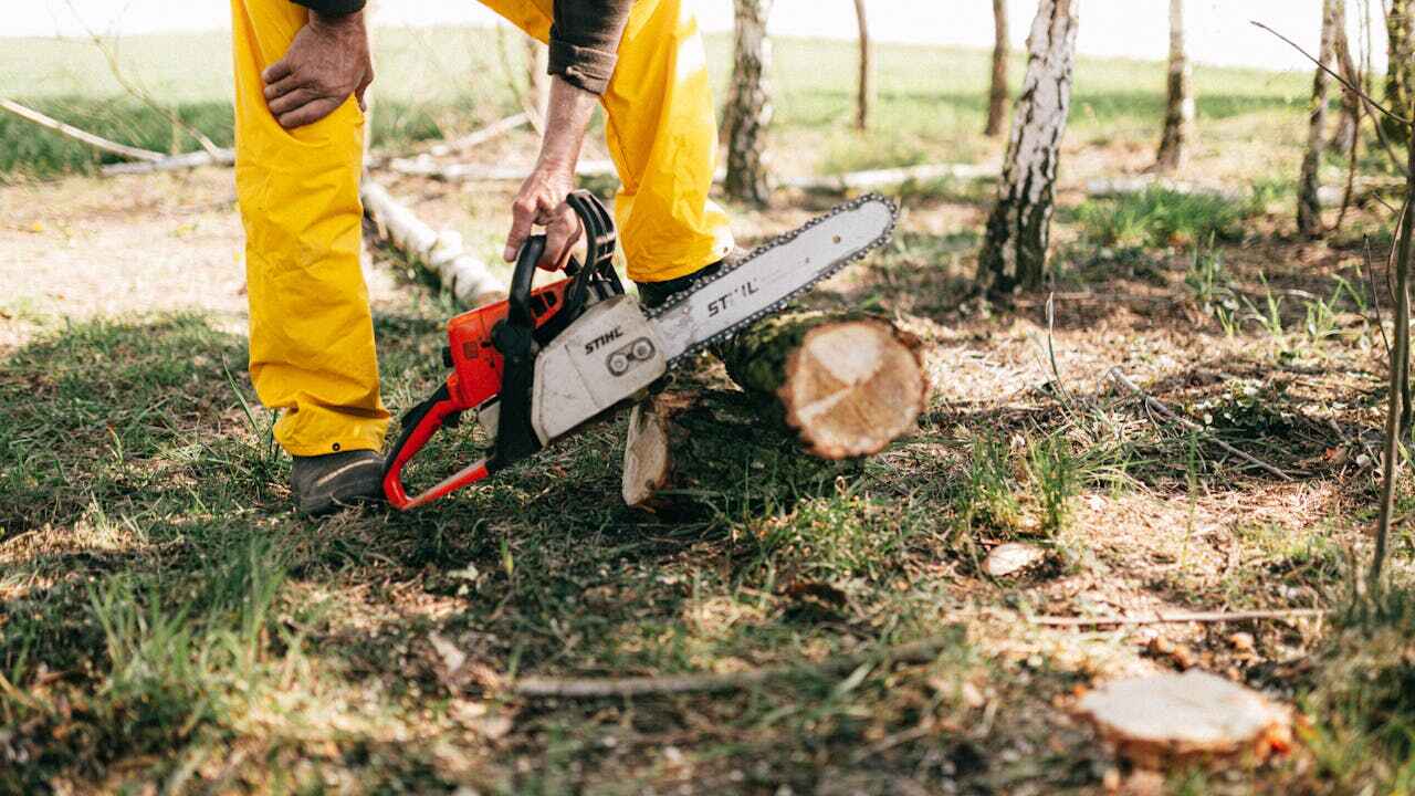 The Steps Involved in Our Tree Care Process in Mission Bend, TX